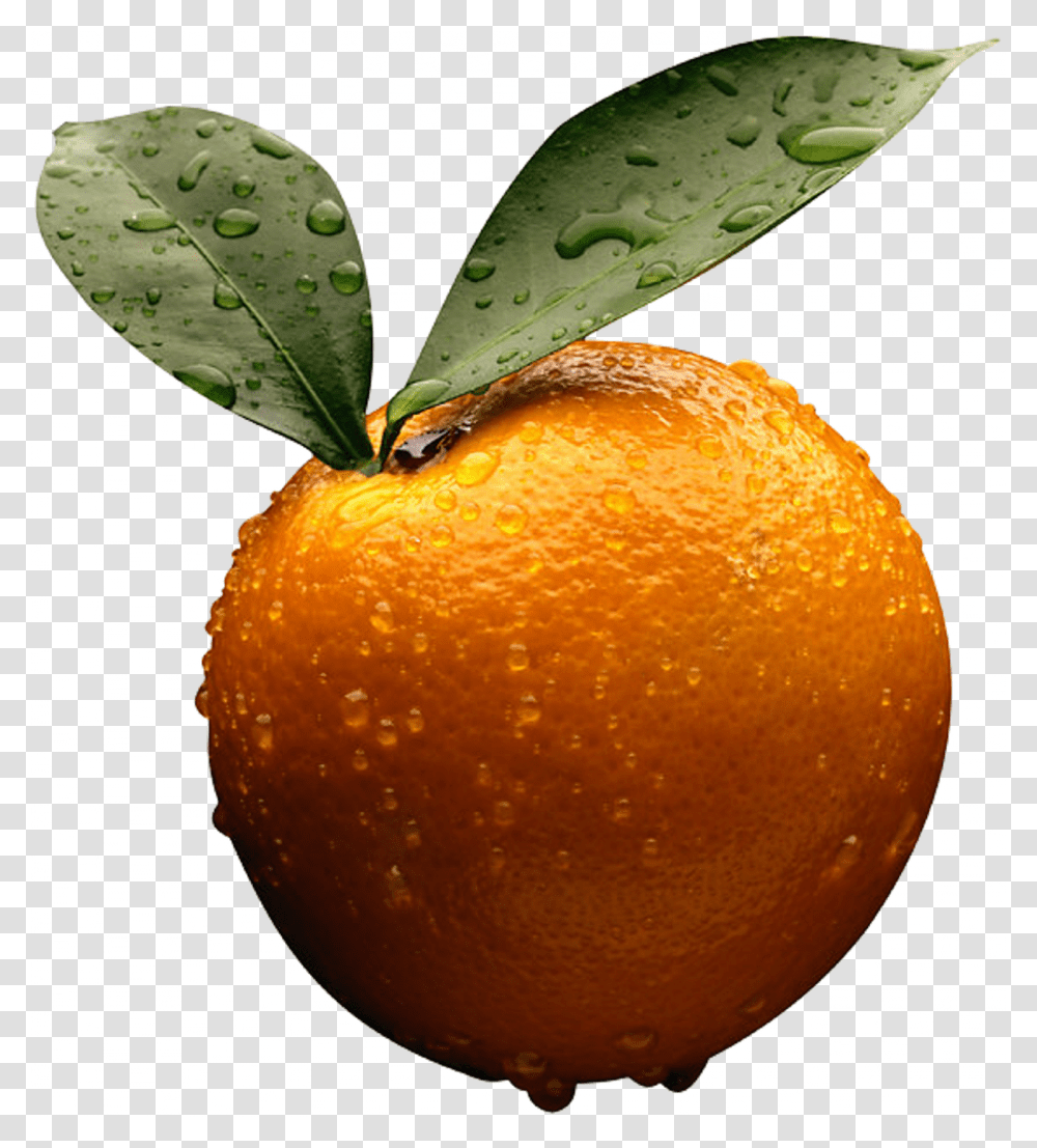 Orange, Fruit, Citrus Fruit, Plant, Food Transparent Png