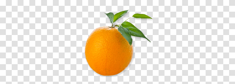 Orange, Fruit, Citrus Fruit, Plant, Food Transparent Png