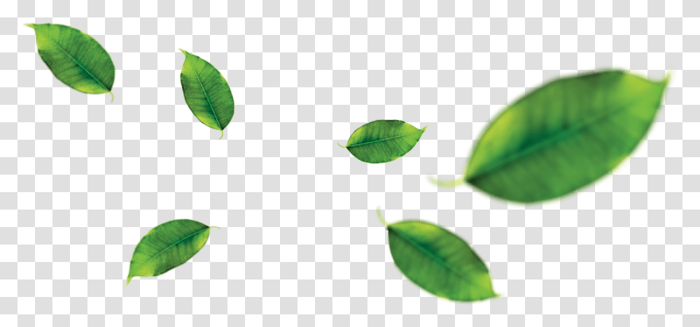 Orange Fruit Leaf Green Tea Leaf, Plant, Veins, Citrus Fruit, Food Transparent Png