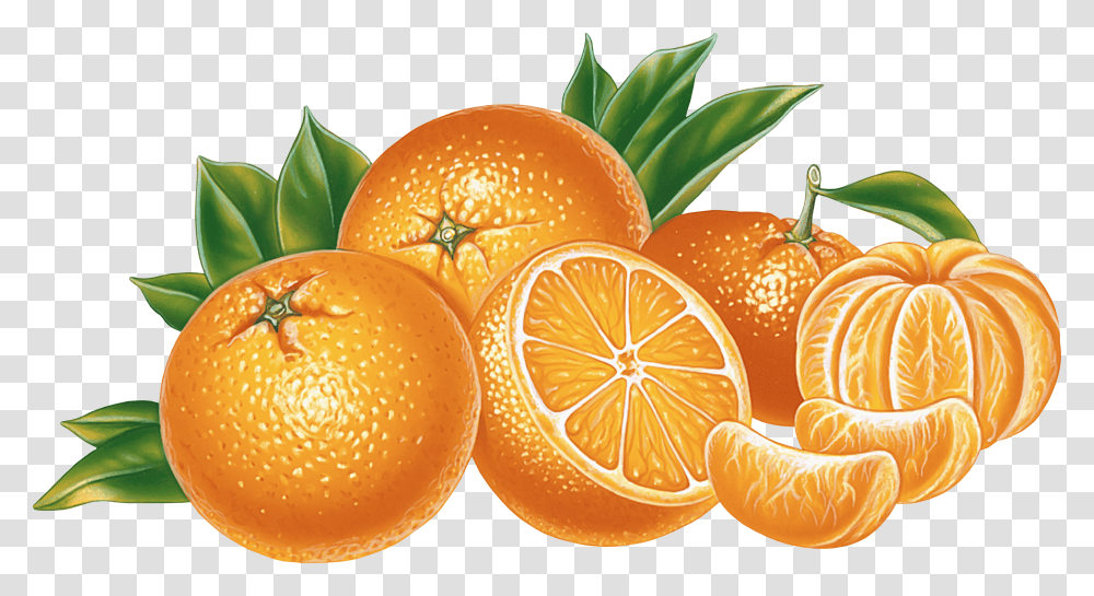 Orange, Fruit, Plant, Citrus Fruit, Food Transparent Png