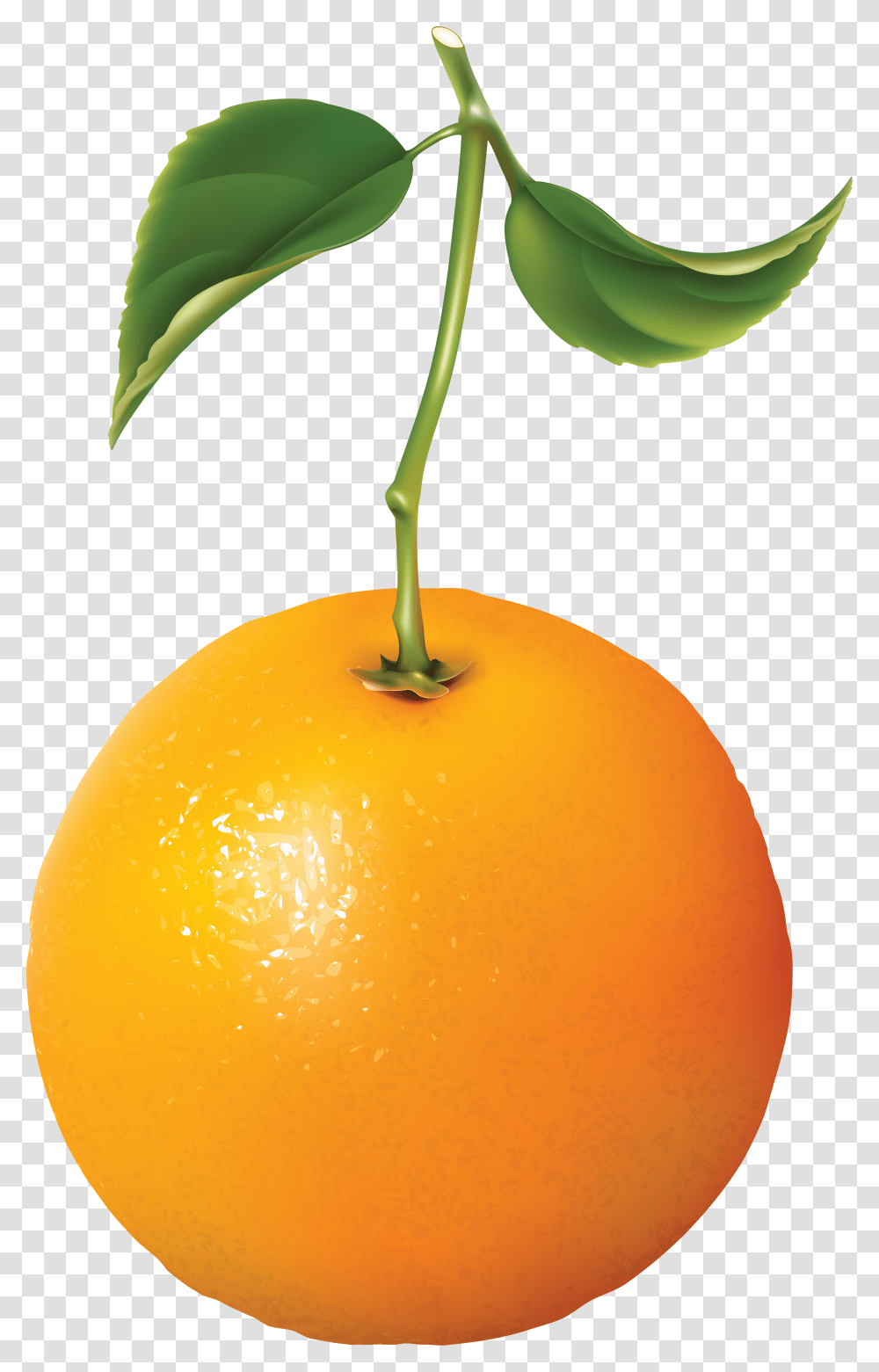 Orange, Fruit, Plant, Citrus Fruit, Food Transparent Png