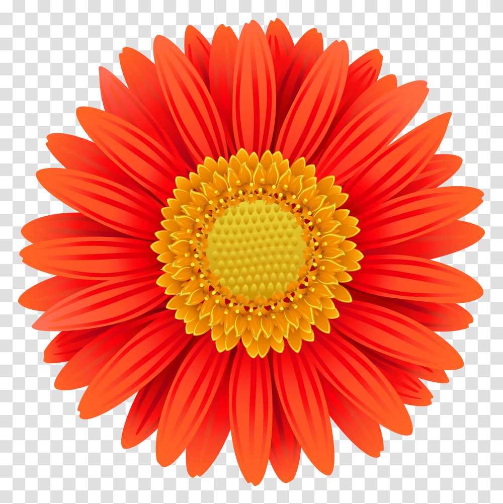 Orange Gerbera Clip Art Gallery Transparent Png