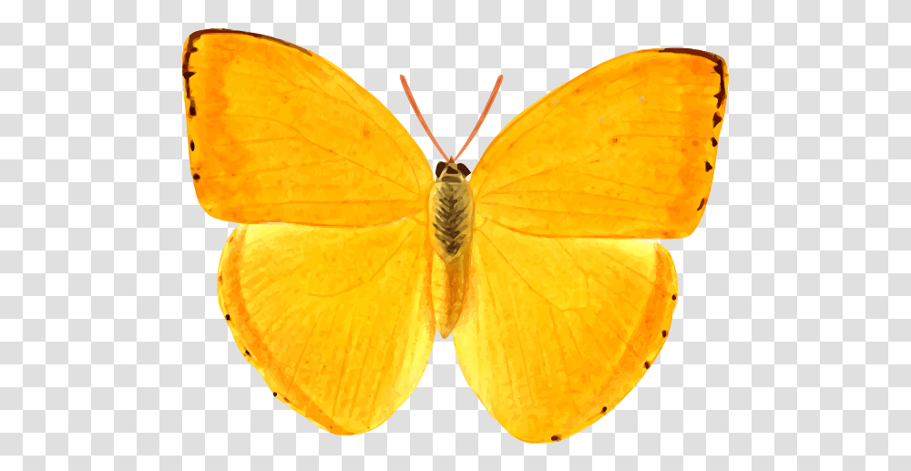 Orange Giant Butterfly Giant Butterfly Clipart Orange, Insect, Invertebrate, Animal, Moth Transparent Png