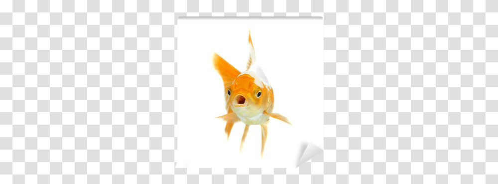 Orange Goldfish Isolated Goldfish, Animal Transparent Png