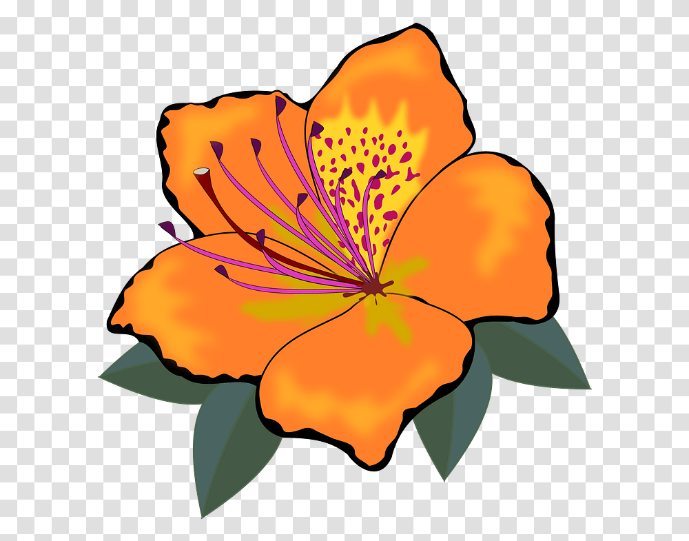 Orange Hawaiian Hibiscus Clipart Orange Flower Clipart, Plant, Blossom, Geranium, Anther Transparent Png