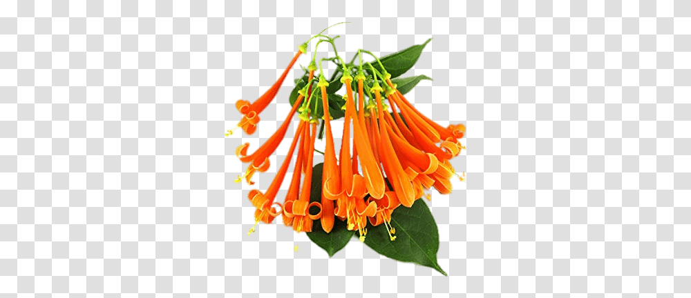 Orange Honeysuckle Honey Suckle With Background, Plant, Anther, Flower, Blossom Transparent Png