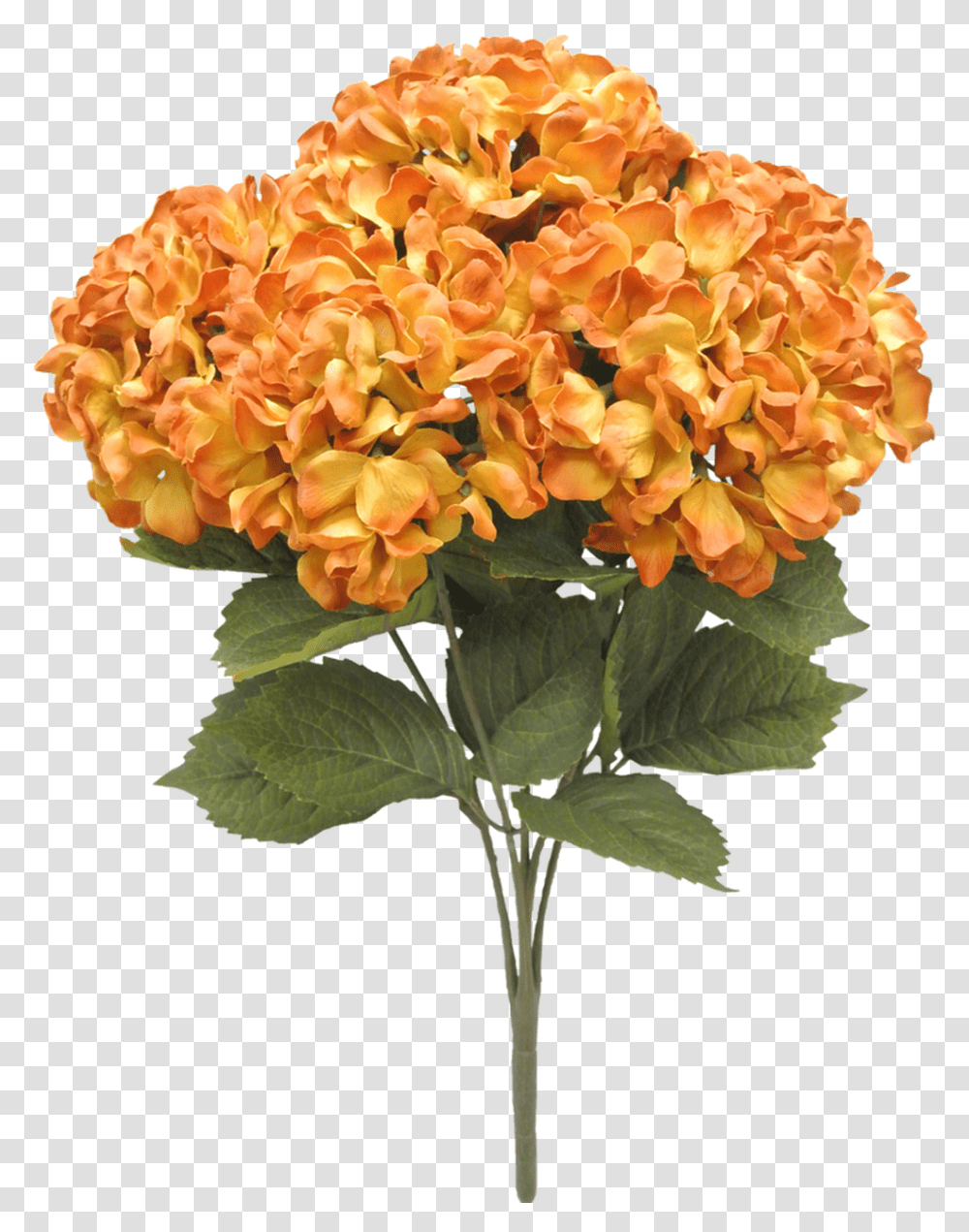 Orange Hydrangea, Plant, Flower, Blossom, Flower Bouquet Transparent Png
