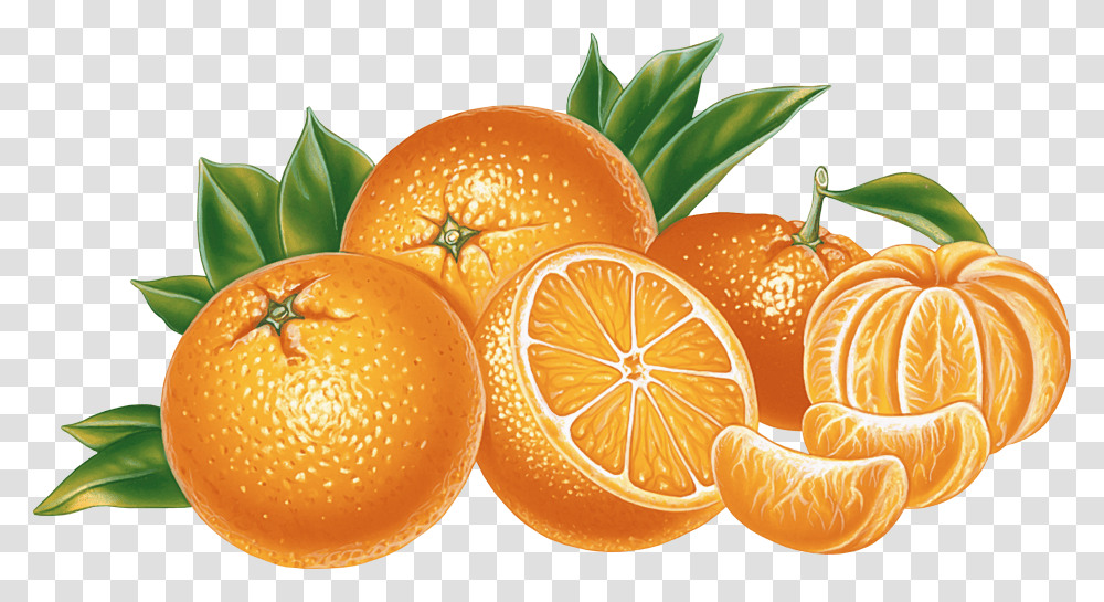 Orange Juice Download Orange, Citrus Fruit, Plant, Food, Grapefruit Transparent Png