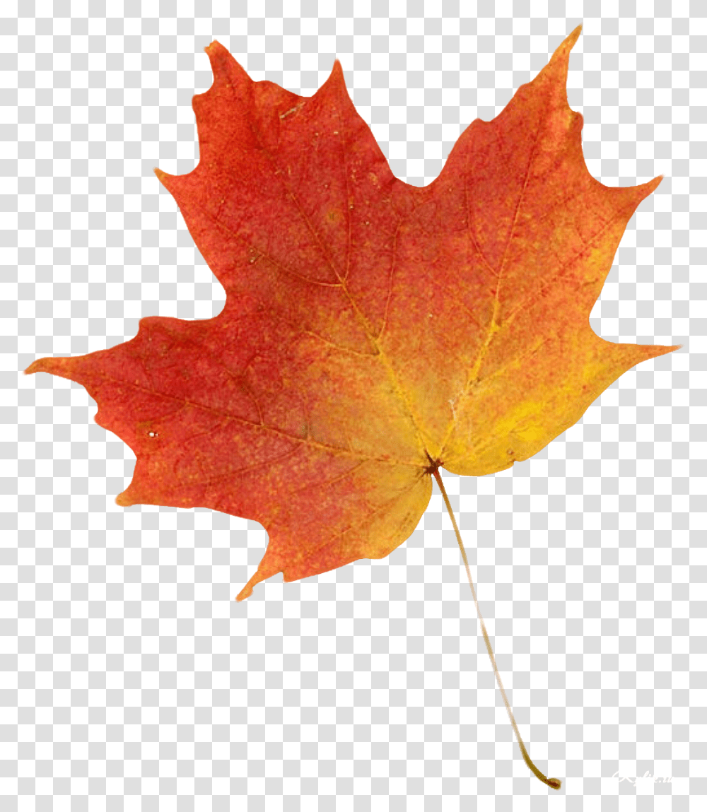 Orange Leaf Autumn Leaf, Plant, Tree, Maple, Maple Leaf Transparent Png