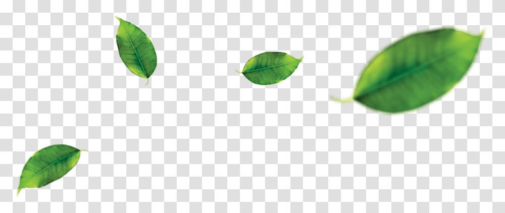 Orange Leaf Leaf Green Tea, Plant, Vegetation, Flower, Annonaceae Transparent Png