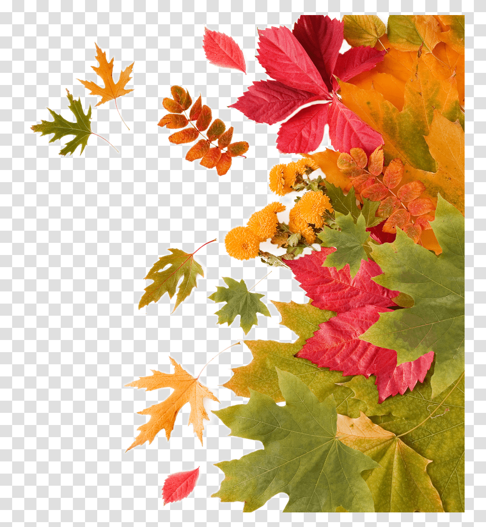 Orange Leaf, Plant, Maple, Tree, Maple Leaf Transparent Png