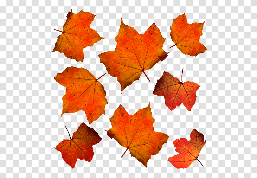 Orange Leaves, Leaf, Plant, Tree, Maple Transparent Png