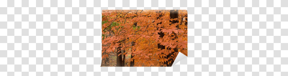 Orange Leaves We Live To Change Autumn, Tree, Plant, Maple, Rug Transparent Png