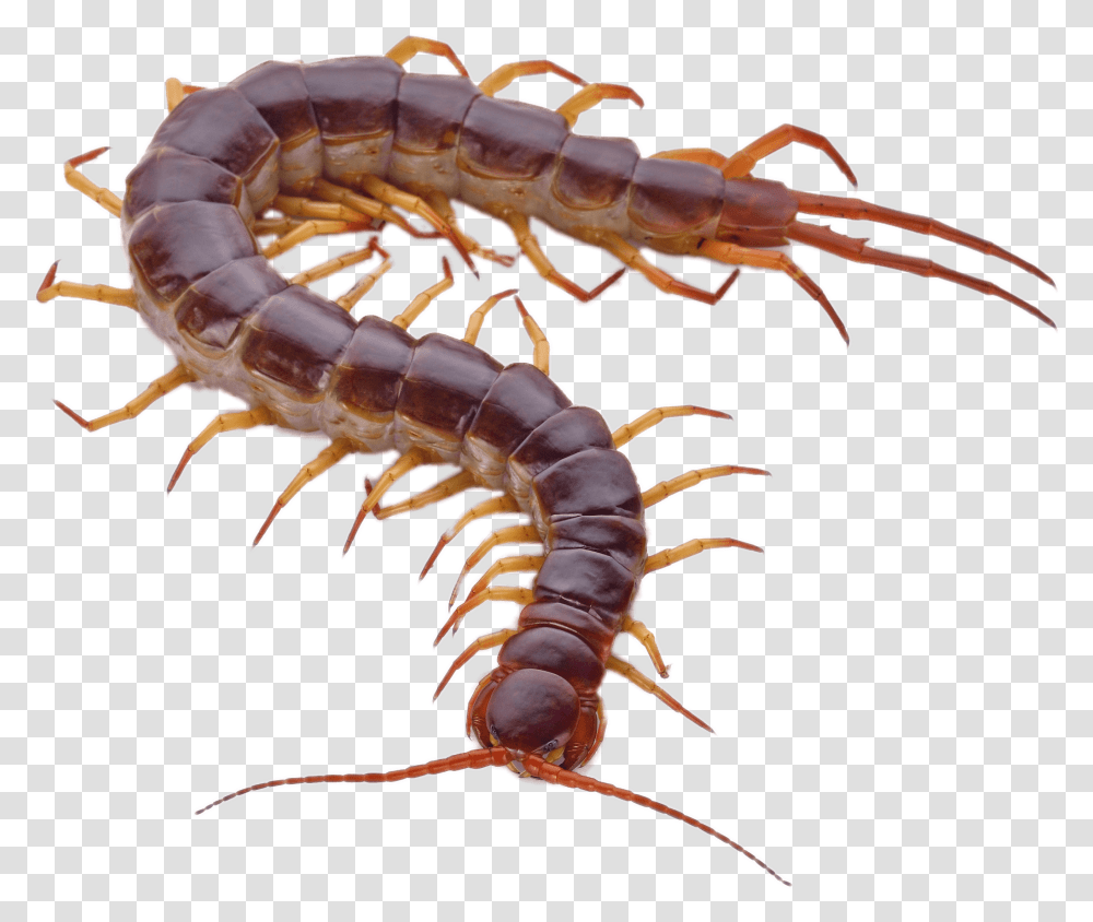 Orange Legs Centipede, Animal, Invertebrate, Insect, Worm Transparent Png