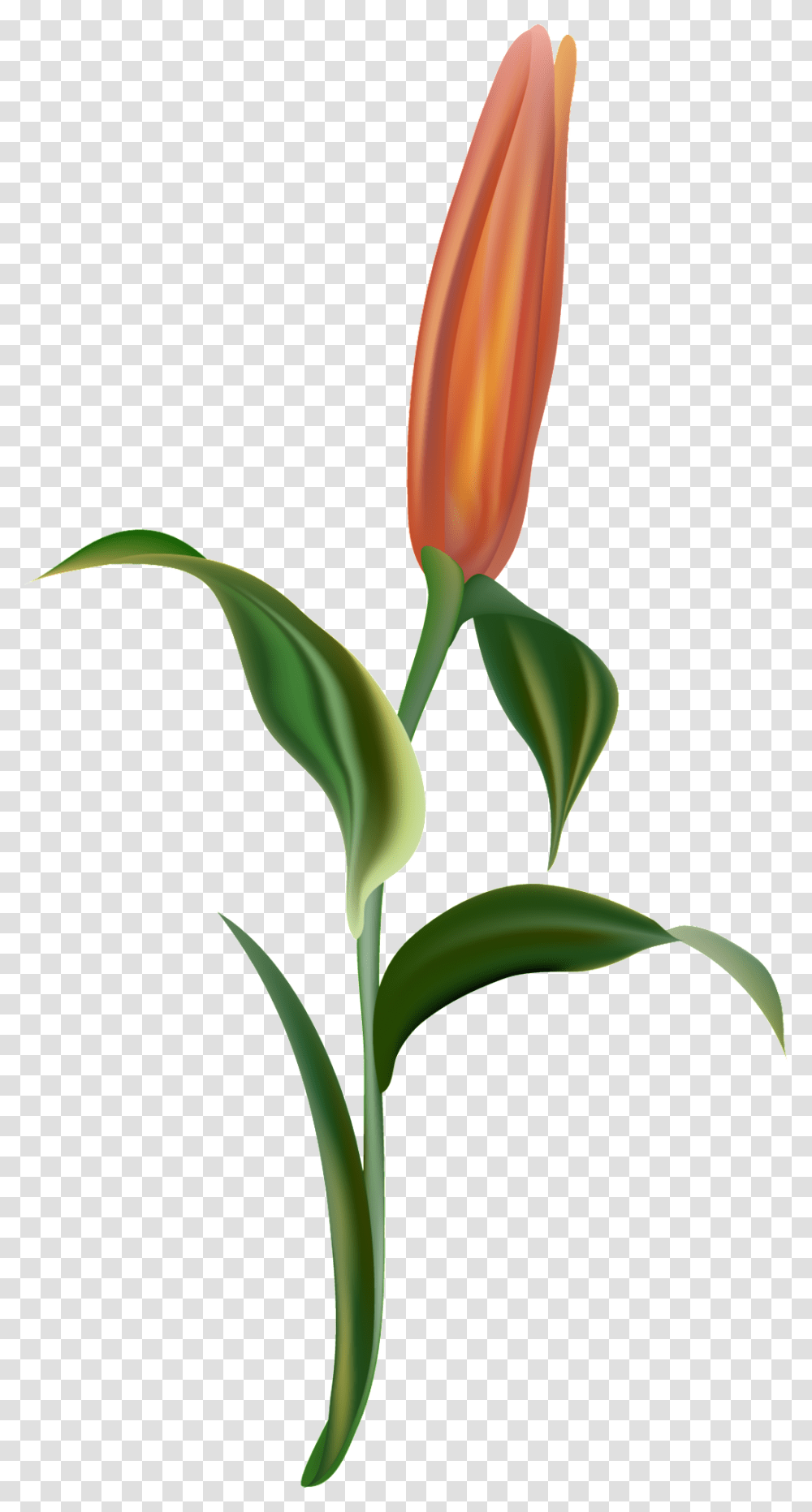 Orange Light Flower Branch Decorative Lady Tulip, Plant, Blossom, Vegetable, Food Transparent Png