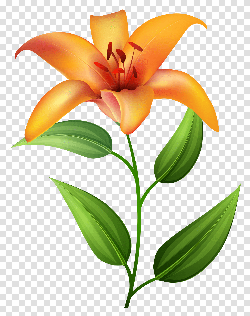 Orange Lilium Clip Transparent Png