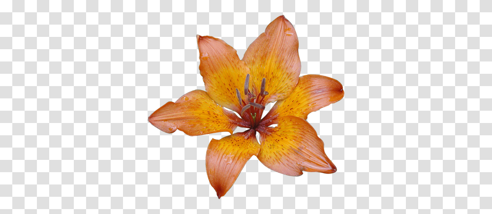 Orange Lily Clipart Free Clipart, Plant, Flower, Blossom, Bird Transparent Png