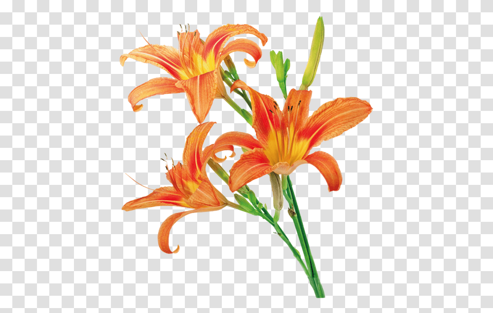 Orange Lily, Plant, Flower, Blossom, Amaryllis Transparent Png
