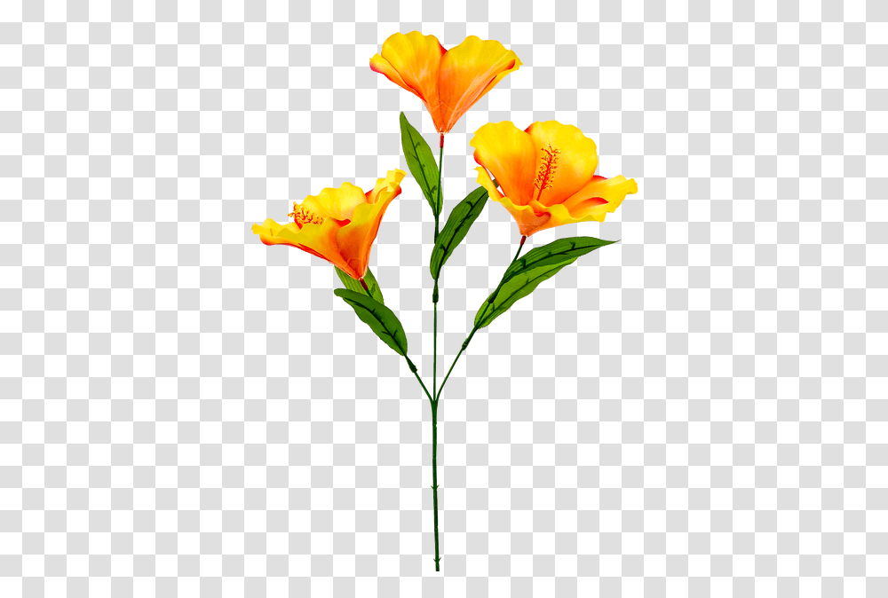 Orange Lily, Plant, Flower, Blossom, Flower Bouquet Transparent Png