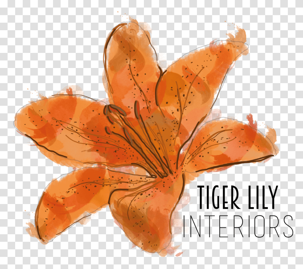 Orange Lily, Plant, Flower, Blossom, Fungus Transparent Png