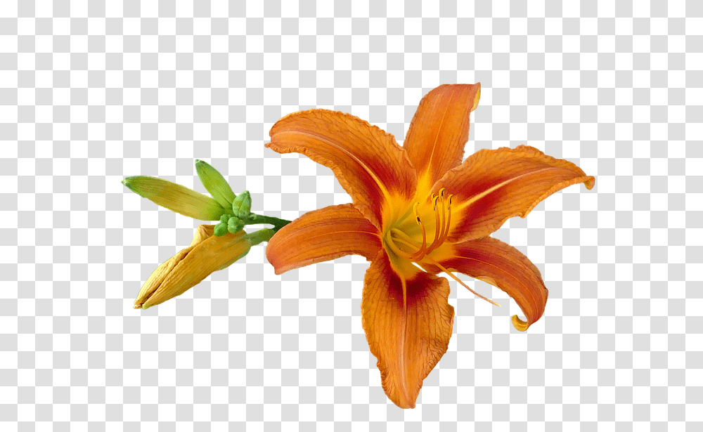 Orange Lily, Plant, Flower, Blossom, Petal Transparent Png