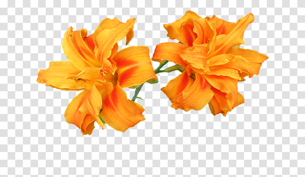 Orange Lily, Plant, Flower, Blossom, Petal Transparent Png