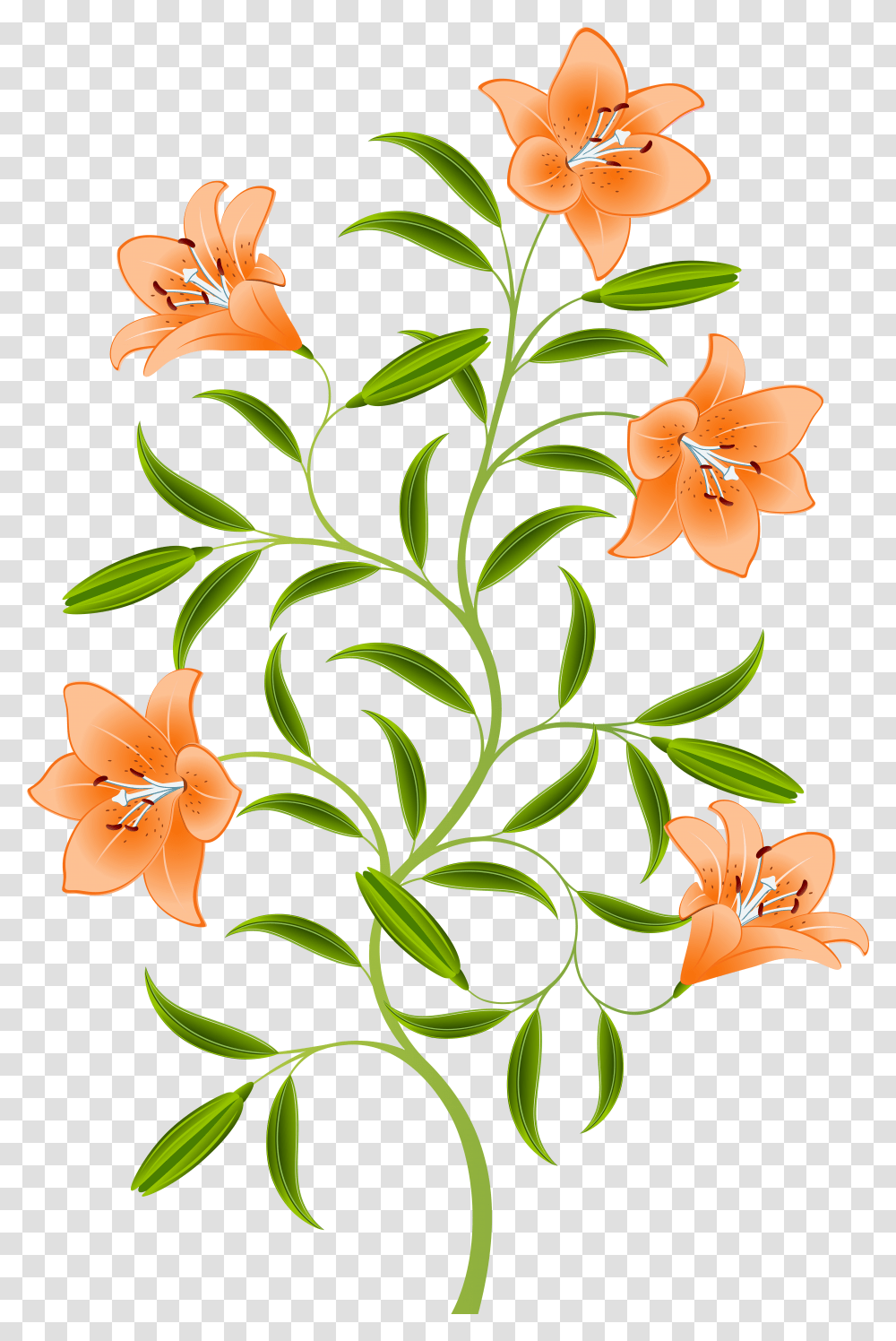 Orange Lily Transparent Png