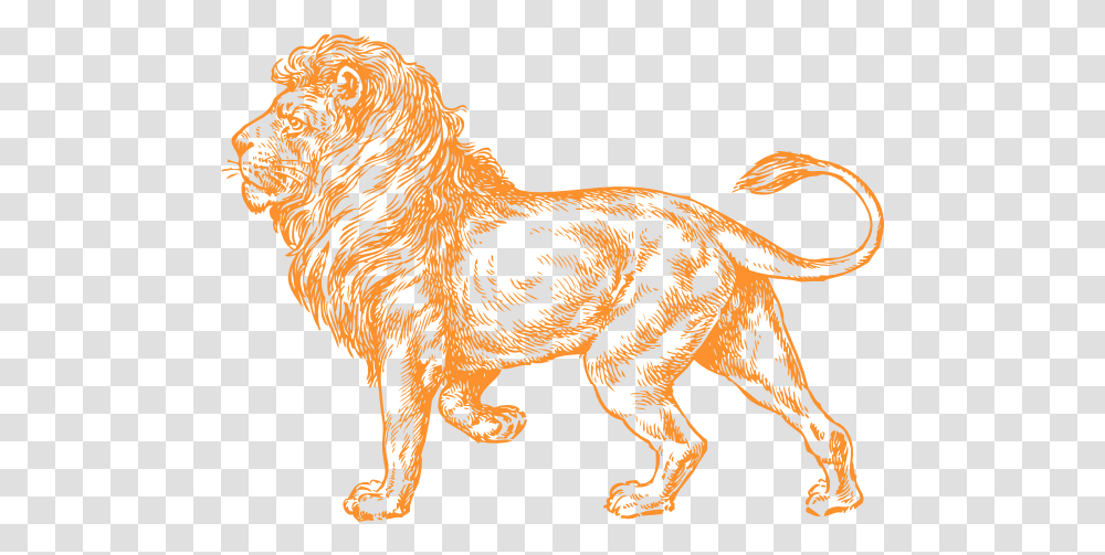 Orange Lion Logo Realistic Lion Clipart Black And White, Tiger, Wildlife, Mammal, Animal Transparent Png