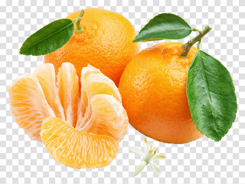 Orange Mandarin Cartoons Orange Mandarin, Citrus Fruit, Plant, Food, Grapefruit Transparent Png