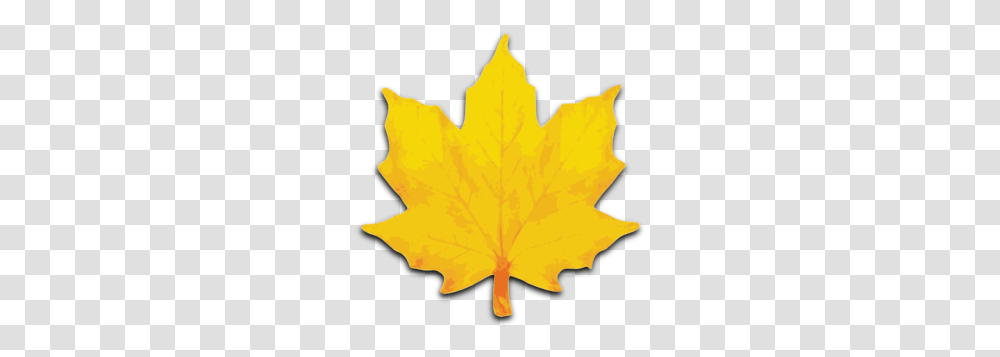 Orange Maple Leaf Clip Art, Plant, Tree Transparent Png