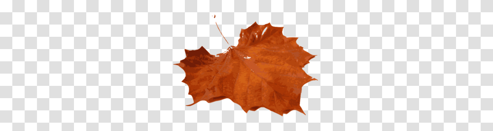 Orange Maple Leaf Clip Art, Plant, Tree Transparent Png