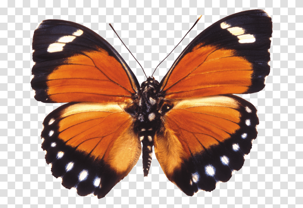 Orange Moth, Butterfly, Insect, Invertebrate, Animal Transparent Png