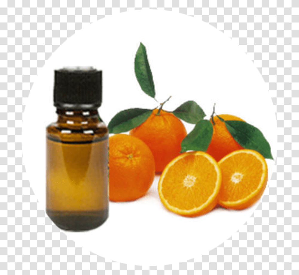 Orange Oil & Free Oilpng Images Bitter Orange Oil, Plant, Citrus Fruit, Food, Grapefruit Transparent Png