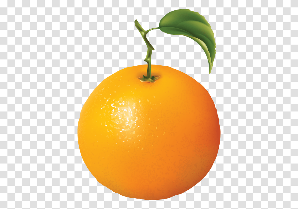 Orange Oranges, Citrus Fruit, Plant, Food, Grapefruit Transparent Png