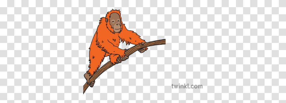 Orange Orangutan Illustration Twinkl New World Monkey, Ape, Wildlife, Mammal, Animal Transparent Png