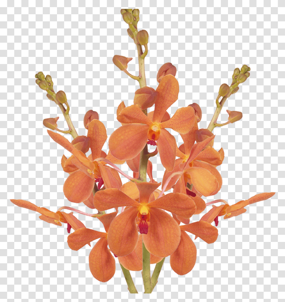 Orange Orchid Blooms Loose Orchids Wholesale Moth Orchids, Plant, Flower, Blossom Transparent Png
