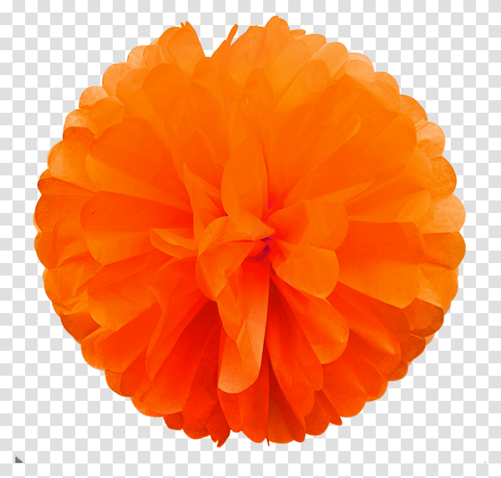 Orange Paper Pom Ruffle, Plant, Rose, Flower, Blossom Transparent Png