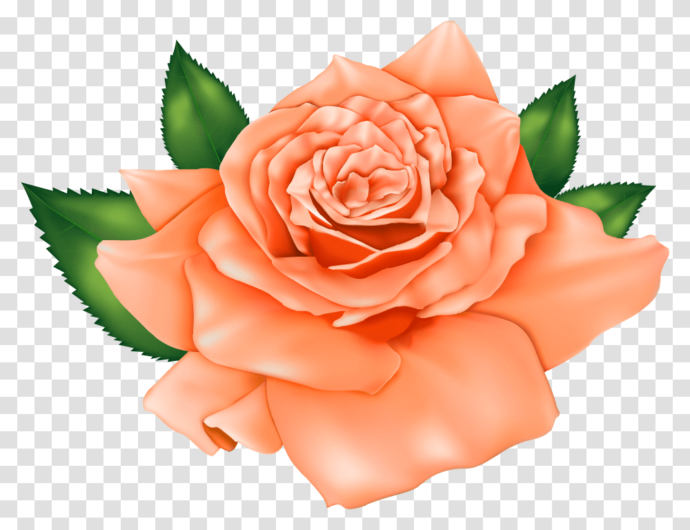 Orange Poppy Flowers Cute Red Roses Cartoon Transparent Png