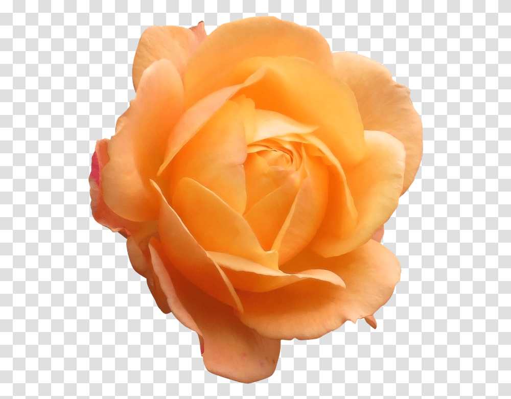 Orange Rose 1 Image Orange Flower, Plant, Blossom, Petal, Carnation Transparent Png