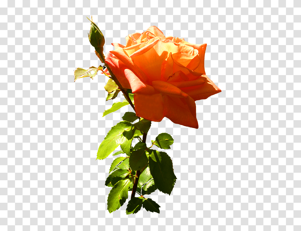 Orange Rose Clip Art With Leaves And Stem Roses, Flower, Plant, Blossom, Petal Transparent Png