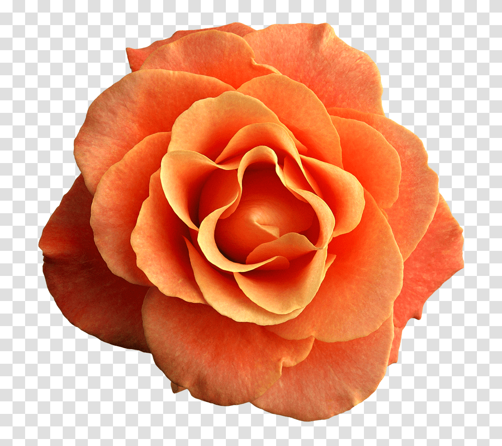 Orange Rose Clipart Image Background Orange Flower, Plant, Blossom, Petal Transparent Png