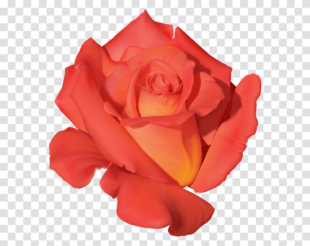 Orange Rose Clipart Portable Network Graphics, Flower, Plant, Blossom, Petal Transparent Png