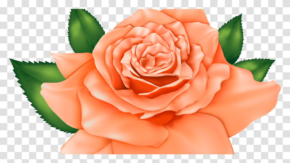 Orange Rose Clipart Vintage, Flower, Plant, Blossom, Petal Transparent Png