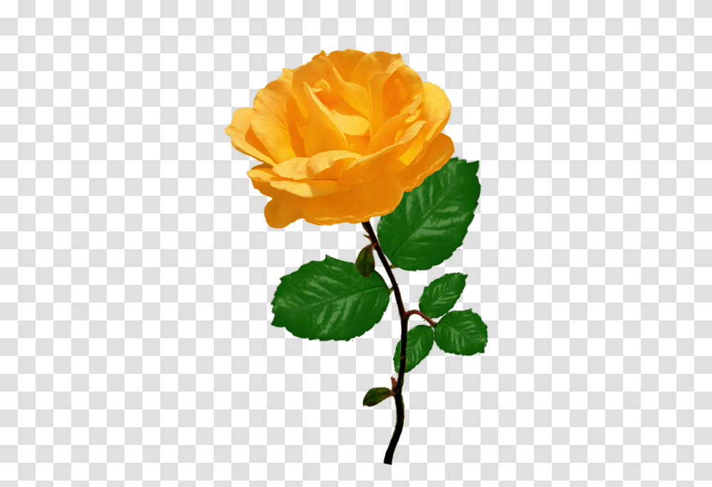 Orange Rose Clipart With Leaves Stalk Of Roses Yellow, Plant, Flower, Blossom, Petal Transparent Png