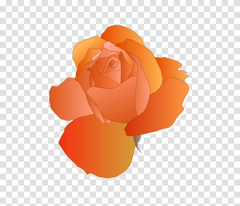 Orange Rose, Emotion, Flower, Plant, Blossom Transparent Png