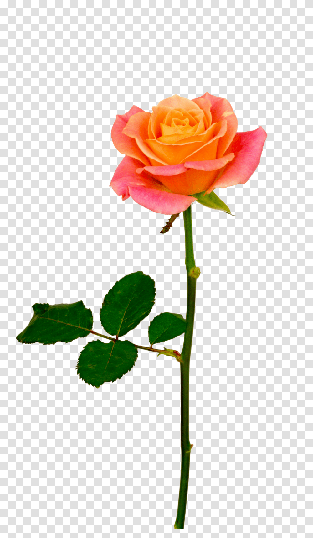 Orange Rose, Flower, Plant, Blossom, Petal Transparent Png