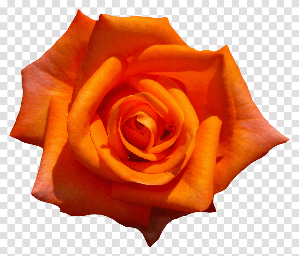 Orange Rose Flower Top View Image Aesthetic Orange Flower, Plant, Blossom, Person, Human Transparent Png