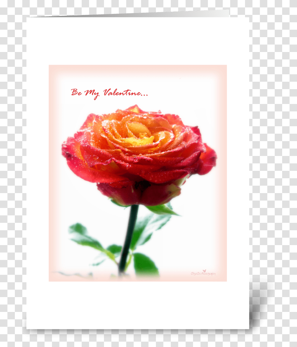 Orange Rose Greeting Card Floribunda, Flower, Plant, Blossom Transparent Png