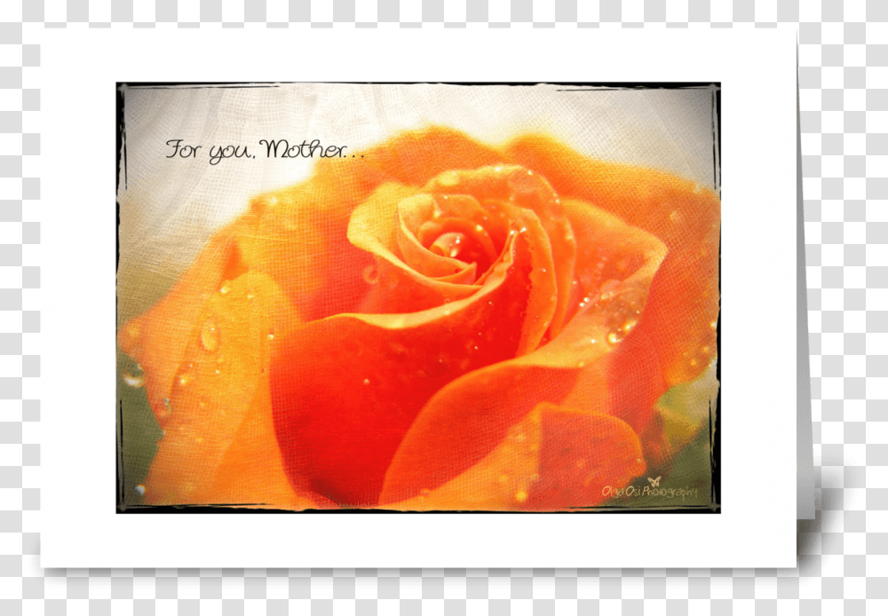 Orange Rose Greeting Card Floribunda, Plant, Petal, Flower, Blossom Transparent Png