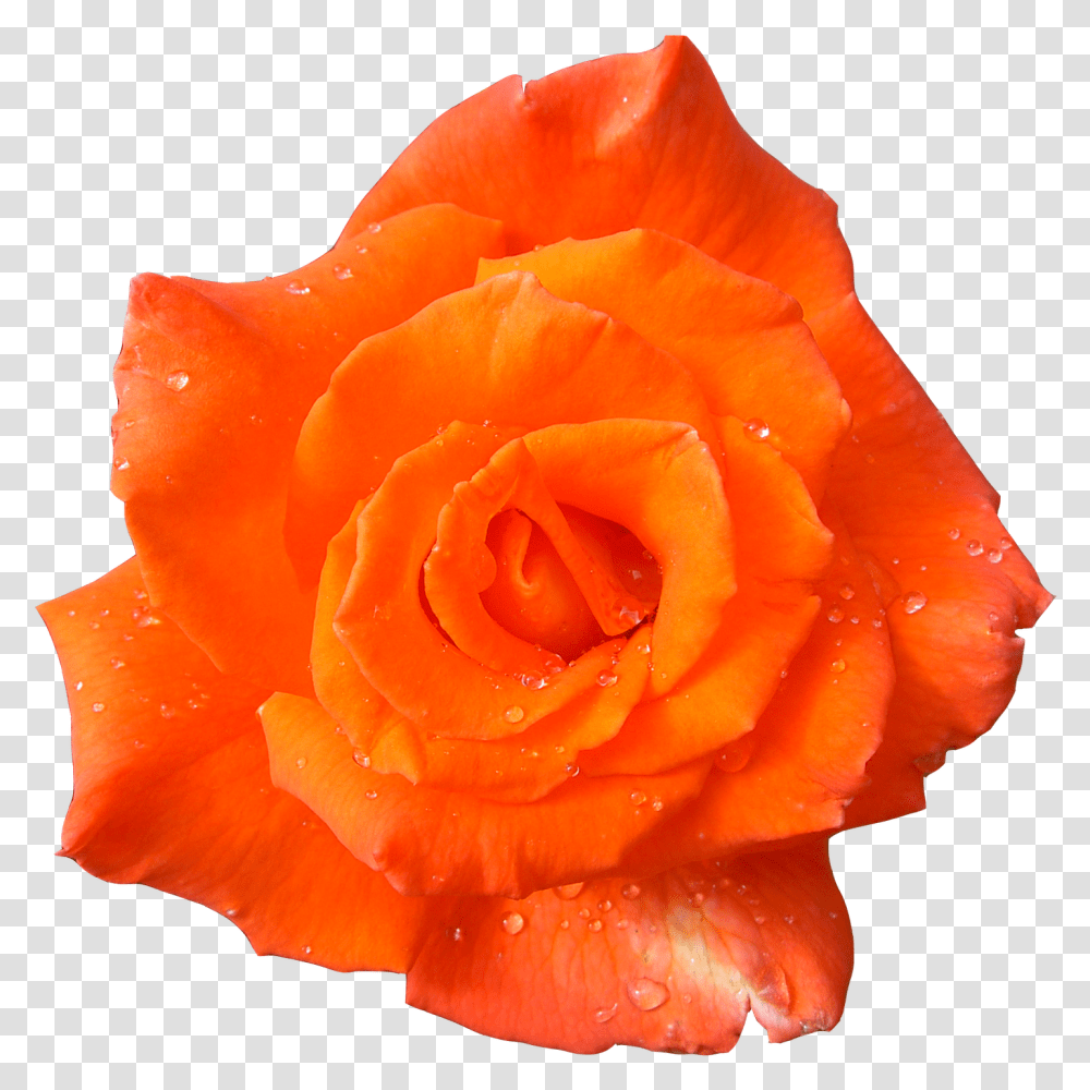 Orange Rose Orange Flowers With Background, Plant, Blossom, Petal Transparent Png